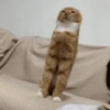 🌈🐈‍⬛✨️Gatos Funny Mood✨️🐈‍⬛🌈 10