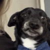 Chihuahuas 😁 6