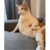 Gatos reacciones 😼 6