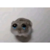 Hamster triste 19