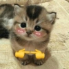 Kucing Bucin (2) 15