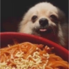 Animales Pa' ti  16