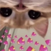 Gatinhos  13