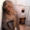 Macaquinhos reagindo 🐒 19