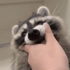 Raccoon Lucu 16