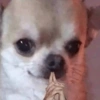ANIMAIS DA ZOEIRA 8