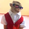 Macaquinhos reagindo 🐒 18