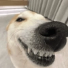 Dogs 6