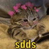 Gatinhos  9