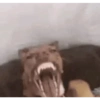 Animales Graciosos 😂 8