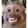 Macacos fofinhos 15