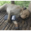 Macaquinhos reagindo 🐒 12