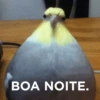 BOA NOITE.