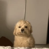 Dogs 15