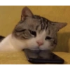 Gatos reacciones 😼 22