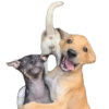 Bichinhos do ZAP 6