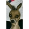Animales Graciosos 😂 11