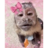 Chico meme  14