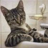 Gatos reacciones 😼 7