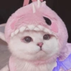 Gatos Cute 🤩😍 16