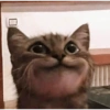 Gatos reacciones 😼 14