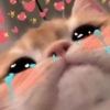 Gatinhos  10