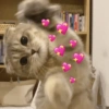 Gatos românticos ❤️🐈 15