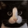 Kucing aneh 17