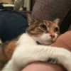 Gatos reacciones 😼 20