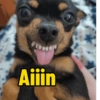 Os melhores memes  12
