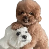 Bichinhos do ZAP 4
