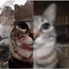 Kucing aneh 11