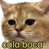 Bichinhos do ZAP 16