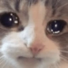 Meme Kucing Galau 11