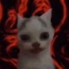 Kedi 12
