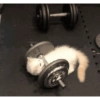 Memes de academia 🏋️🥵 12