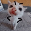 🤓 GATOOOZ !!¡¡😺🗯️ㅤㅤ 6