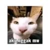 Kucing kucingan 14
