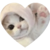 Love Kitten 🐾🐱 23