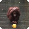 🐒 Reacciones de monitos🐒 14
