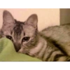 Gatos reacciones 😼 24