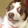ANIMAIS DA ZOEIRA 11