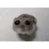 Haha 8