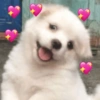 ANIMAIS DA ZOEIRA 6