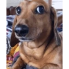 Cachorro  5