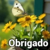 Obrigado / agradecer 12
