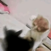 Kucing aneh 8