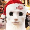 💚❤️Animalitos con gorrito❤️💚 10