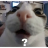 Gatos reacciones 😼 26