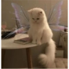 Angry cat 7